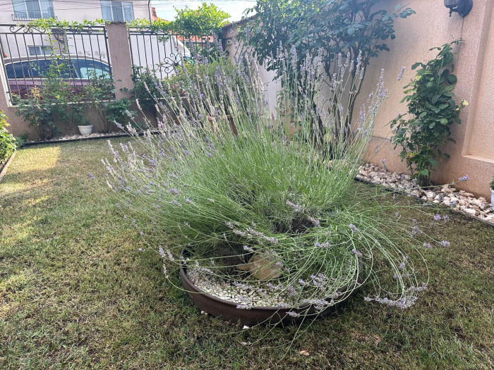 Lavandă englezească  - Lavandula Angustifolia cu flori mov si parfumate [4]