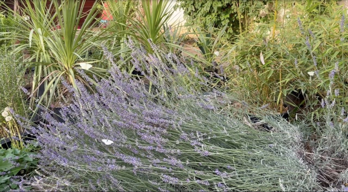 Lavandă englezească  - Lavandula Angustifolia cu flori mov si parfumate [2]