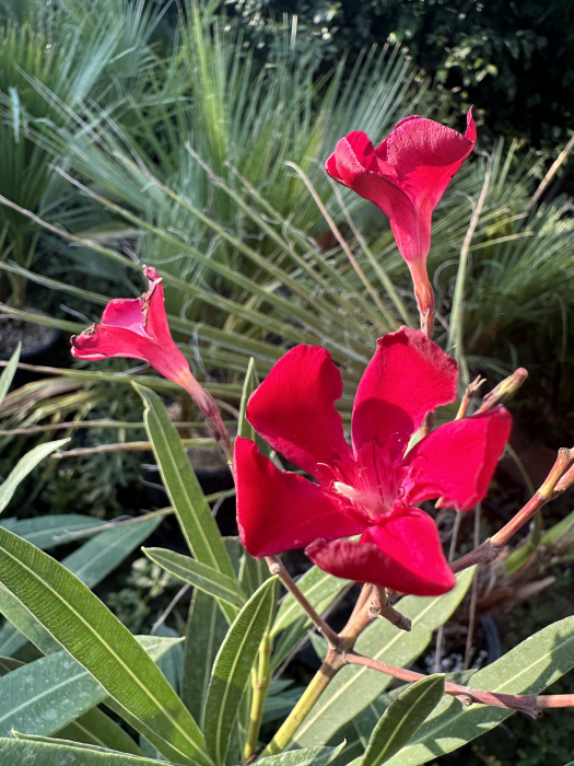 Leandru Ornamental Rosu 100-120 cm Rezistent la Seceta [4]