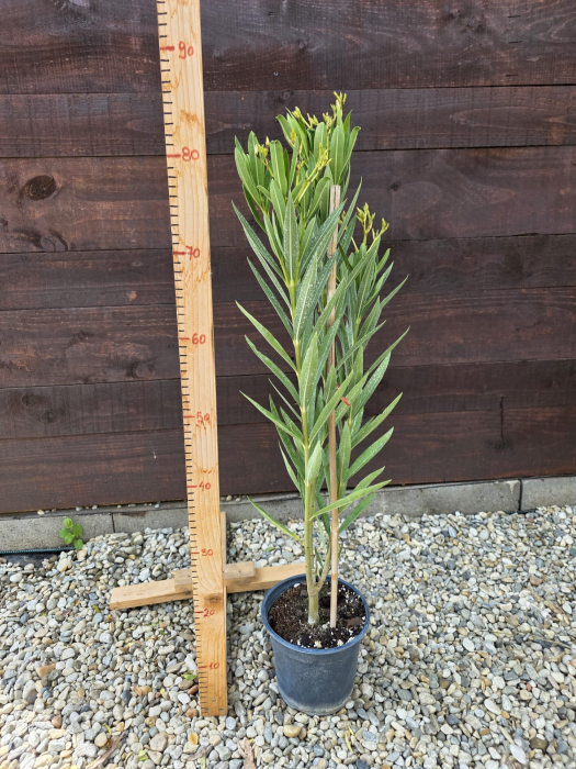 Leandru (Nerium oleander) flori albe – Arbust ornamental cu flori spectaculoase, rezistent la secetă 45-60cm [2]