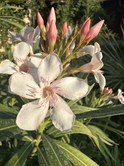 Leandru ornamental tip copac ALB - Nerium oleander 150-160cm [1]