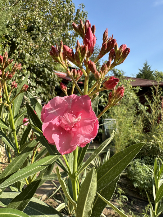 Leandru ornamental tip copac ROZ - Nerium oleander 150-160cm [1]