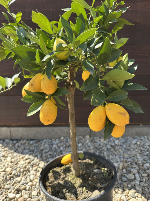 Lemonquat (× Citrofortunella) – Pom fructifer exotic cu fructe aromate, perfect pentru ghivece și grădini mediteraneene [1]