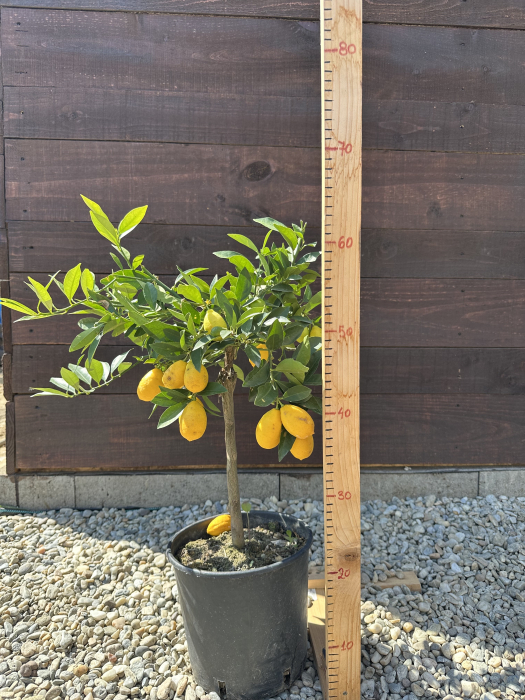 Lemonquat (× Citrofortunella) – Pom fructifer exotic cu fructe aromate, perfect pentru ghivece și grădini mediteraneene [3]