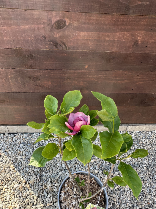 Magnolia "Genie" – Arbust ornamental cu flori mov spectaculoase de primăvară [2]