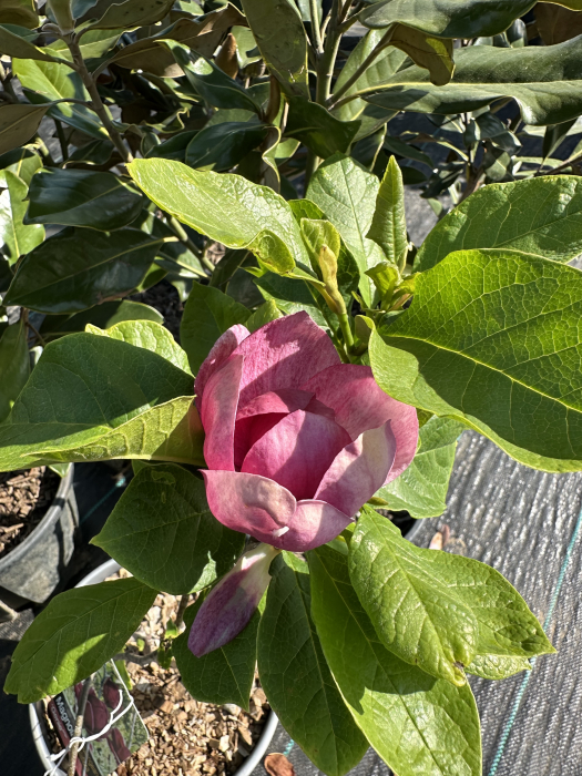 Magnolia "Genie" – Arbust ornamental cu flori mov spectaculoase de primăvară [1]