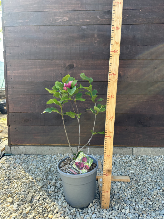 Magnolia "Genie" – Arbust ornamental cu flori mov spectaculoase de primăvară [4]