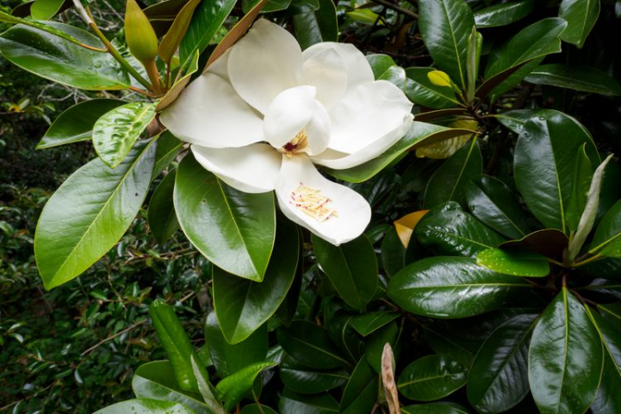 Magnolia grandiflora - flori albe si frunzis vesnic verde [1]