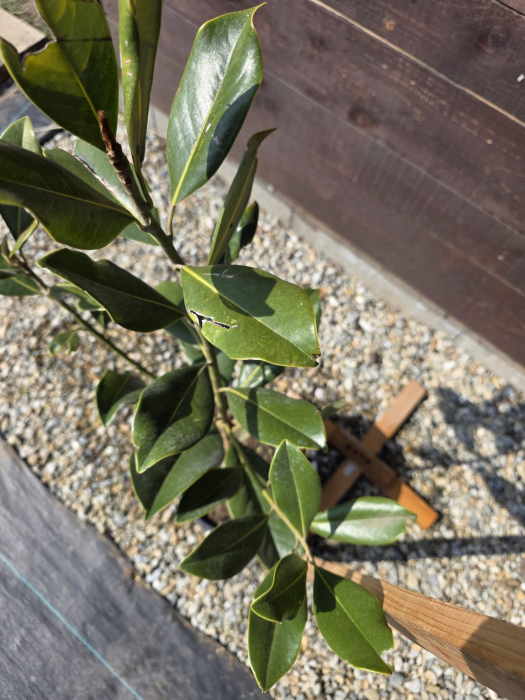 Magnolia grandiflora – Magnolia veșnic verde cu flori mari parfumate pentru grădină 60-80cm [2]