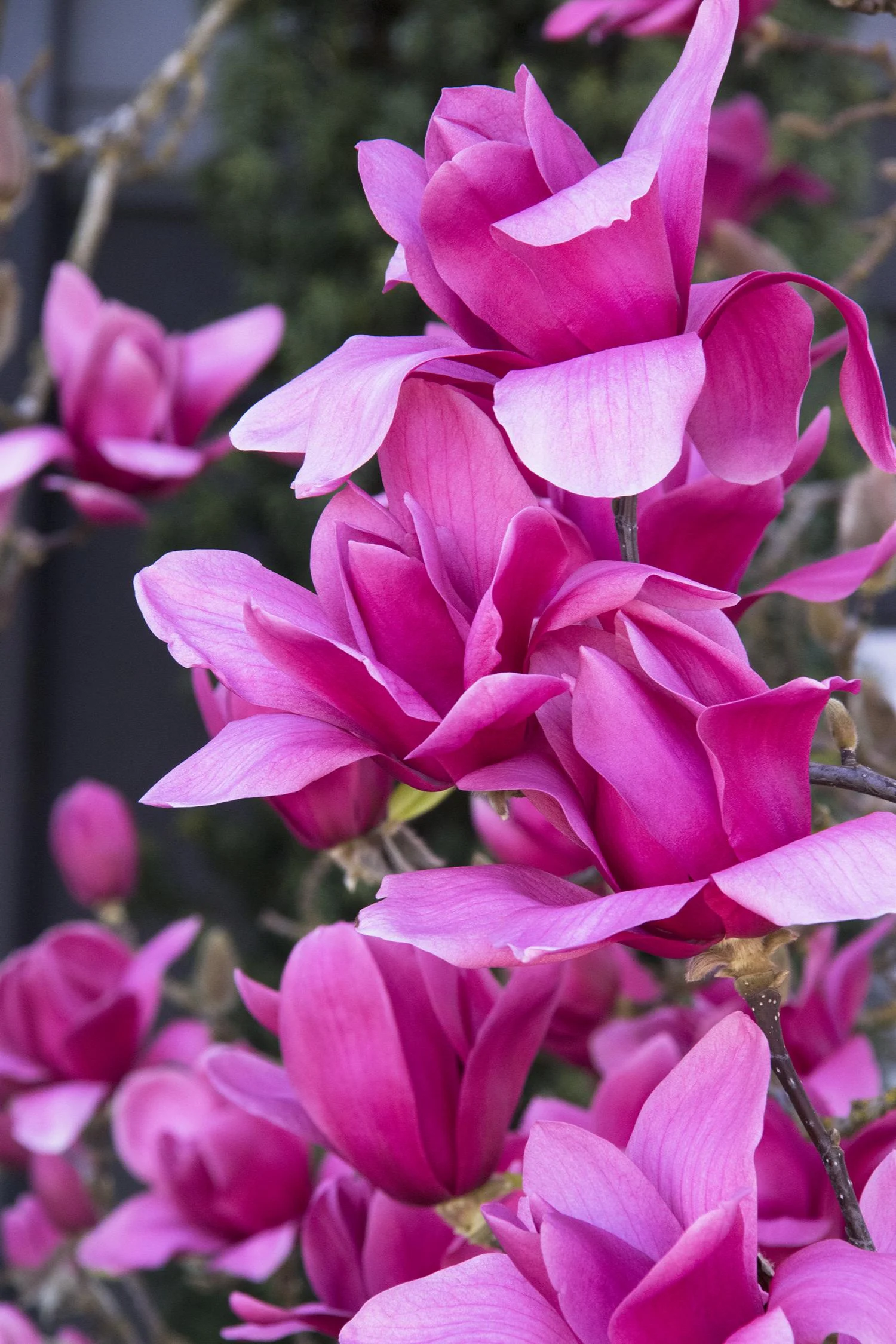 Magnolia "Vulcan" – Arbust ornamental cu flori roz spectaculoase de primăvară [1]