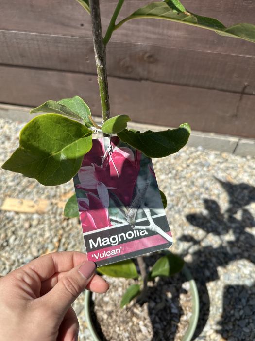 Magnolia "Vulcan" – Arbust ornamental cu flori roz spectaculoase de primăvară [4]