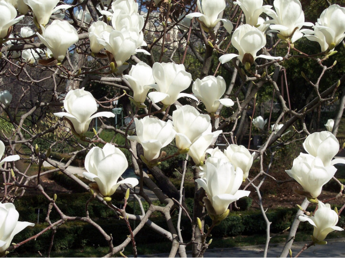 Magnolia "White Triumph" – Arbust ornamental cu flori albe spectaculoase de primăvară [1]