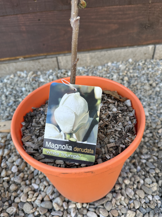 Magnolia "White Triumph" – Arbust ornamental cu flori albe spectaculoase de primăvară [4]
