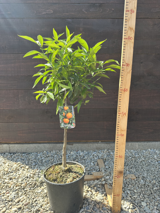 Mandarin – Pom fructifer decorativ cu fructe dulci, ideal pentru ghivece și grădini mediteraneene [2]