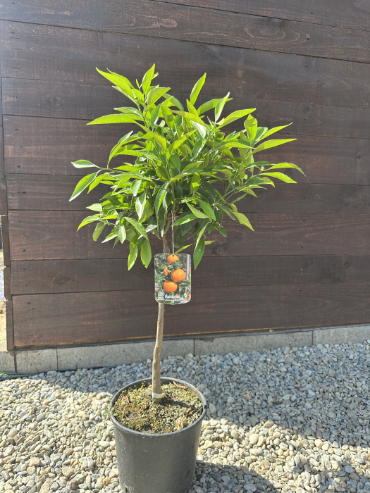 Mandarin – Pom fructifer decorativ cu fructe dulci, ideal pentru ghivece și grădini mediteraneene [1]