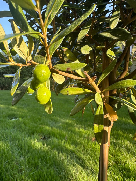 Măslin European adaptat climei Romanesti, aclimatizat - Olea Europaea 70-90cm [2]