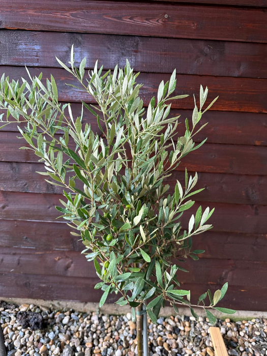 Măslin European adaptat climei Romanesti, aclimatizat - Olea Europaea 70-90cm [4]