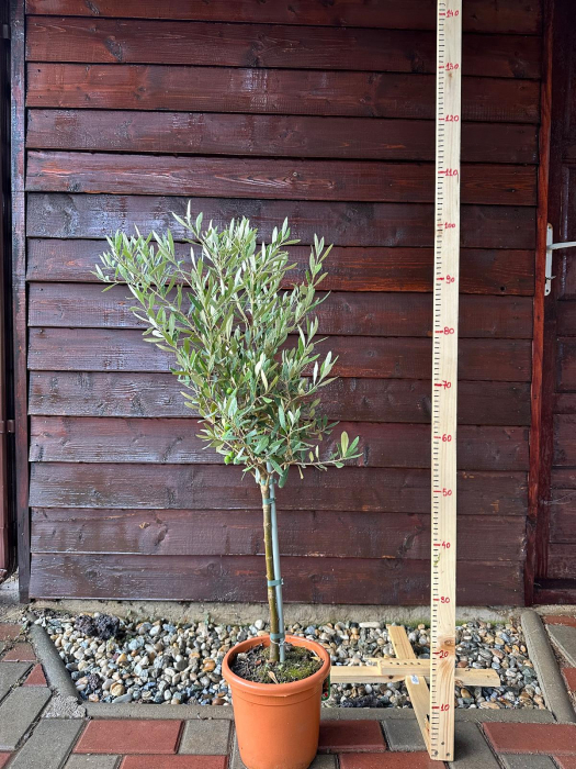 Măslin European adaptat climei Romanesti, aclimatizat - Olea Europaea 70-90cm [3]