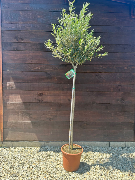 Măslin (Olea europaea) – Arbore mediteranean decorativ, ideal pentru grădini însorite 150-170cm [1]