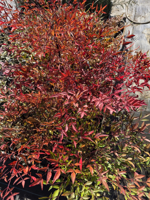 Nandina domestica – Bambus sfânt, arbust ornamental veșnic verde pentru grădină 60-90cm [3]