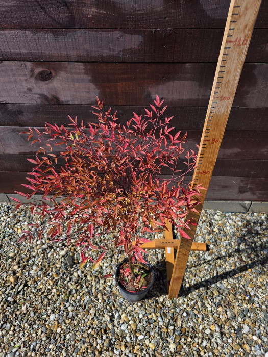 Nandina domestica – Bambus sfânt, arbust ornamental veșnic verde pentru grădină 60-90cm [2]