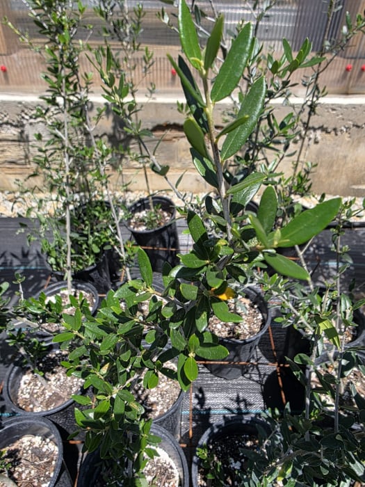 Olea europaea sylvestris – Măslin sălbatic mediteranean, decorativ și rezistent 50-60cm [2]