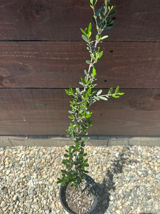 Olea europaea sylvestris – Măslin sălbatic mediteranean, decorativ și rezistent 50-60cm [3]