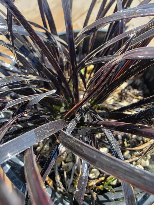 Ophiopogon planiscapus Niger – Iarbă neagră ornamentală, plantă perenă de grădină rezistentă la ger [2]