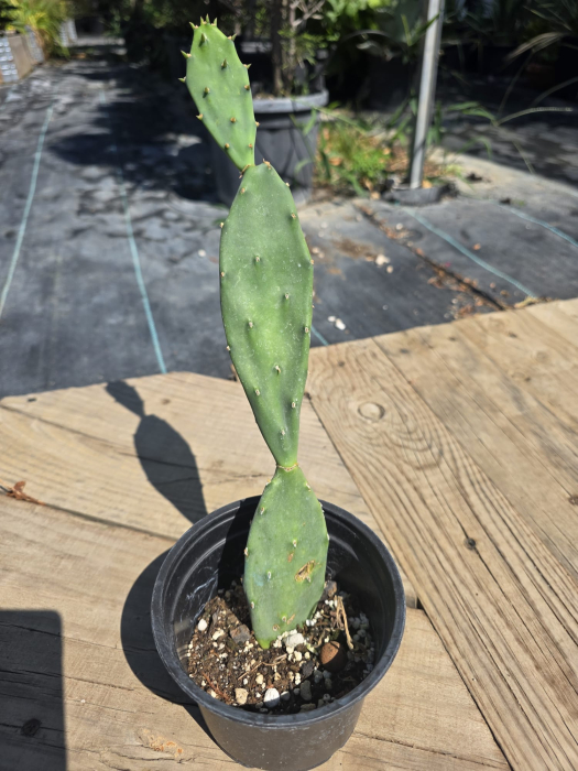 Opuntia ficus-indica – Smochin de India, Cactus cu fructe comestibile | Abundent Garden România 15-30cm [2]