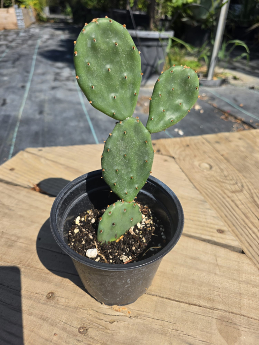 Opuntia humifusa – Cactus rezistent la îngheț cu flori galbene, -25°C 15-30cm [2]