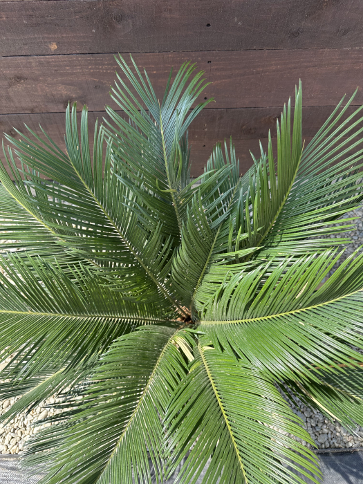 Palmier Cycas Revoluta - Sago Palm 40-60cm [3]