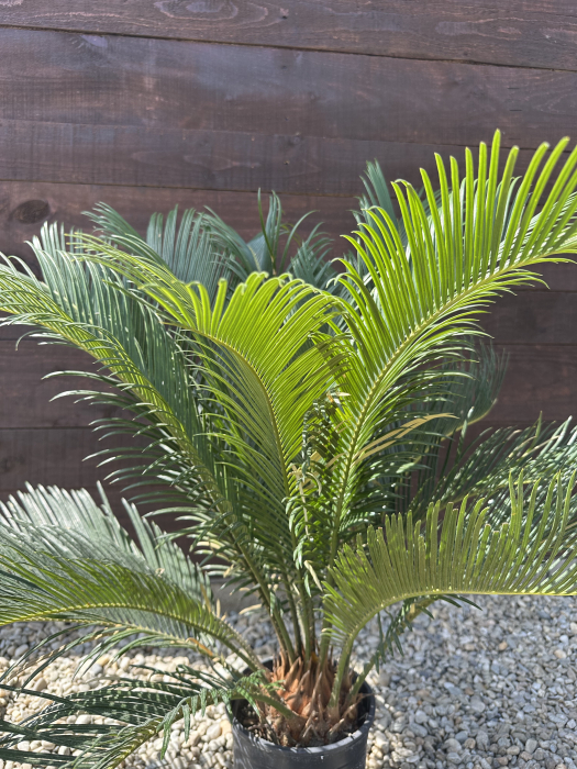 Palmier Cycas Revoluta - Sago Palm 40-60cm [2]