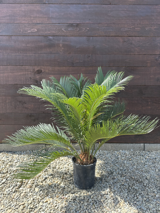 Palmier Cycas Revoluta - Sago Palm 40-60cm [1]