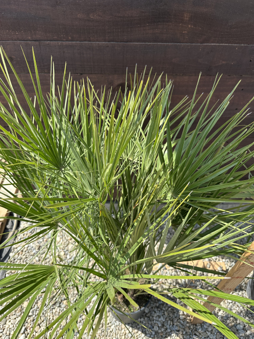 Palmier mediteraneean pitic - Chamaerops Humilis 60-70cm [3]