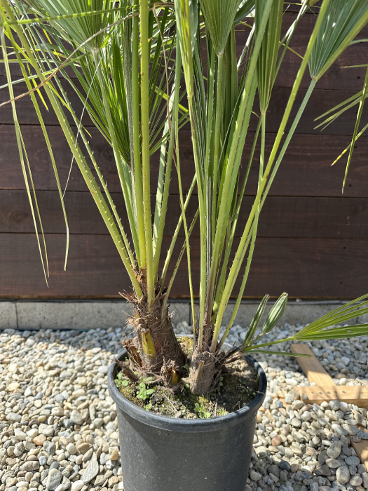 Palmier mediteraneean pitic - Chamaerops Humilis 60-70cm [2]