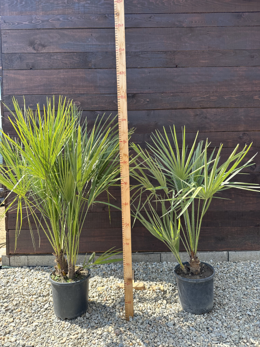 Palmier mediteraneean pitic - Chamaerops Humilis 60-70cm [4]