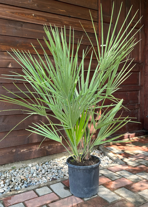Palmier mediteraneean pitic - Chamaerops Humilis 80-90cm [3]