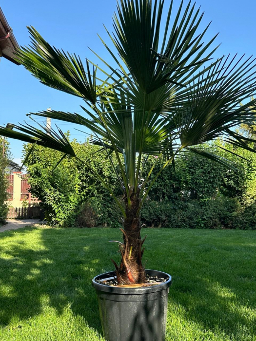 Palmier morișcă - Trachycarpus Fortunei palmier rezistent la frig si la ger 130-150cm [2]
