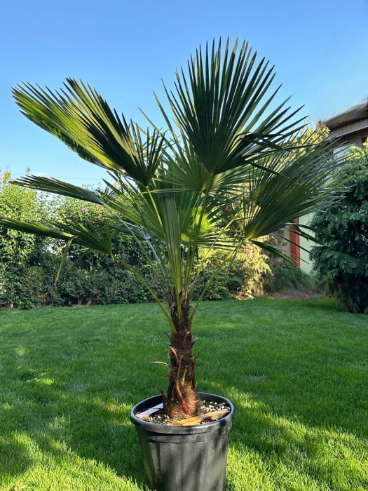 Palmier morișcă - Trachycarpus Fortunei palmier rezistent la frig si la ger 130-150cm [1]