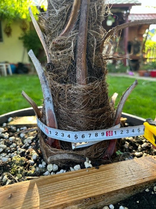 Palmier morișcă - Trachycarpus Fortunei palmier rezistent la frig si la ger 130-150cm [3]