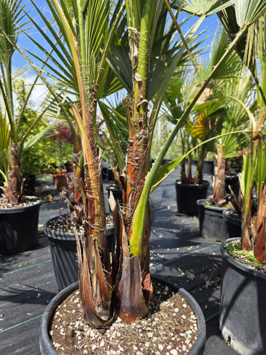 Palmier Washingtonia Filibusta hibrid rezistent la frig 100-140cm [2]