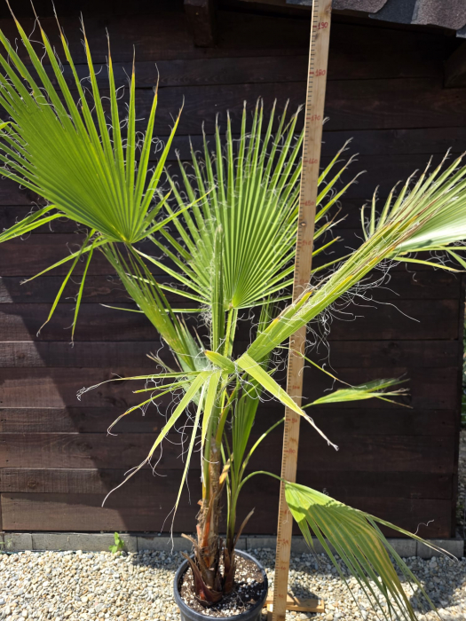 Palmier Washingtonia Filibusta hibrid rezistent la frig 100-140cm [6]