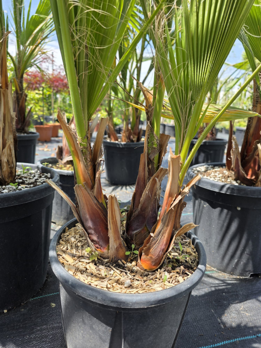 Palmier Washingtonia Filibusta hibrid rezistent la frig 100-140cm [3]