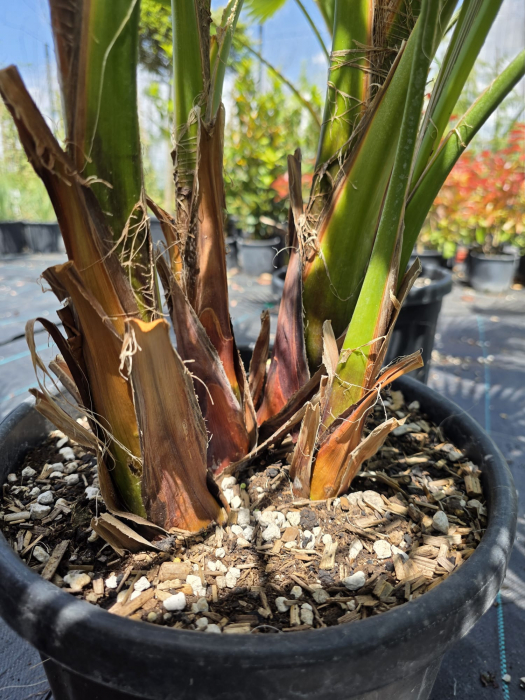 Palmier Washingtonia Filibusta hibrid rezistent la frig 100-140cm [4]