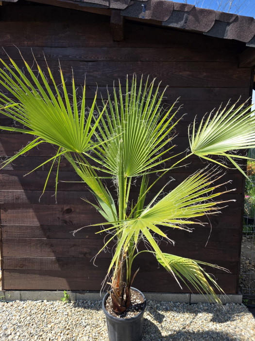 Palmier Washingtonia Filibusta hibrid rezistent la frig 100-140cm [5]
