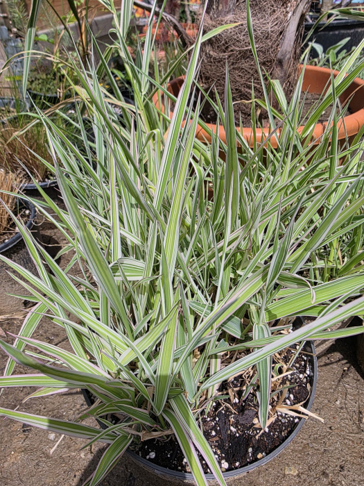 Phalaris arundinacea picta – Iarbă decorativă cu frunziș variegat, rezistentă și versatilă [4]