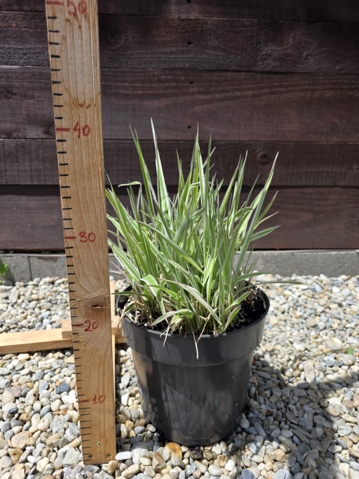 Phalaris arundinacea picta – Iarbă decorativă cu frunziș variegat, rezistentă și versatilă [2]