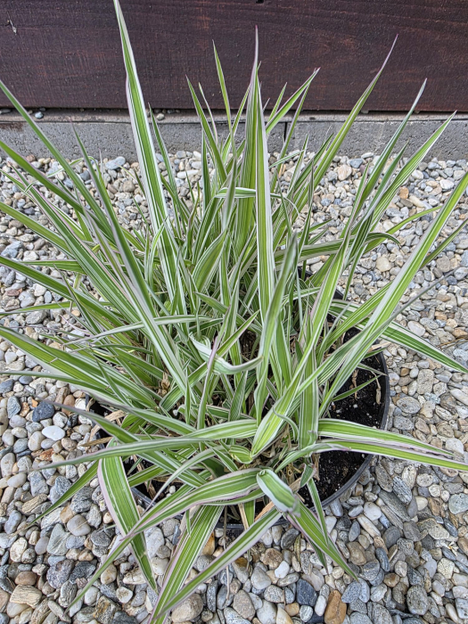 Phalaris arundinacea picta – Iarbă decorativă cu frunziș variegat, rezistentă și versatilă [3]