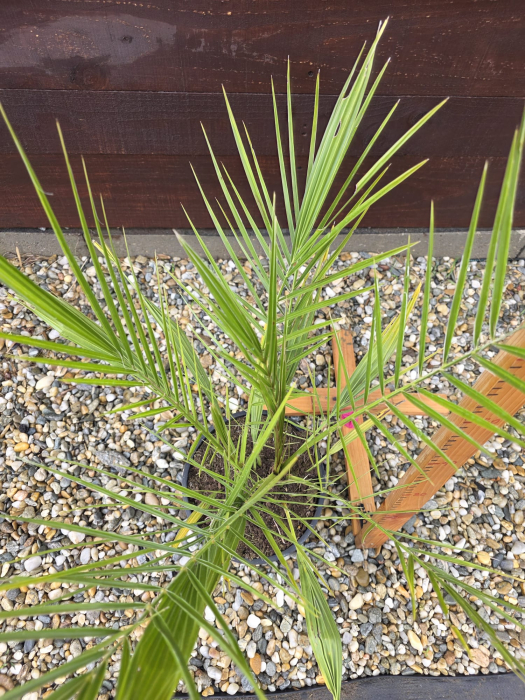 Phoenix canariensis (Palmier de Canare) – Palmier exotic ornamental pentru grădină, terasă sau ghiveci 60-80cm [2]