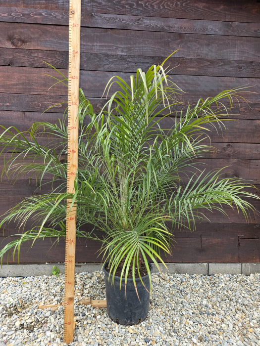 Phoenix roebelenii "Pygmy date palm" – Palmier pitic exotic pentru terase și interior 100-110cm [3]